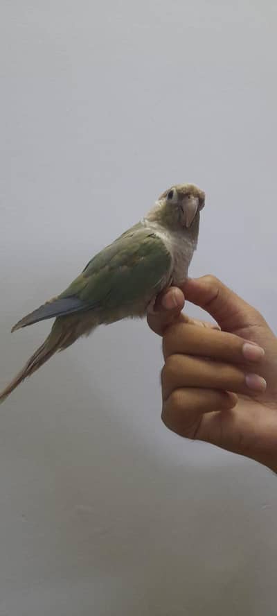 Hand tamed conure 03168260955
