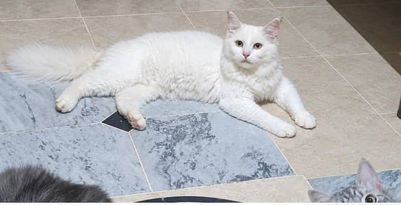 Healthy White and Grey Persian Cats for Sale – 3 to 8 Months Old