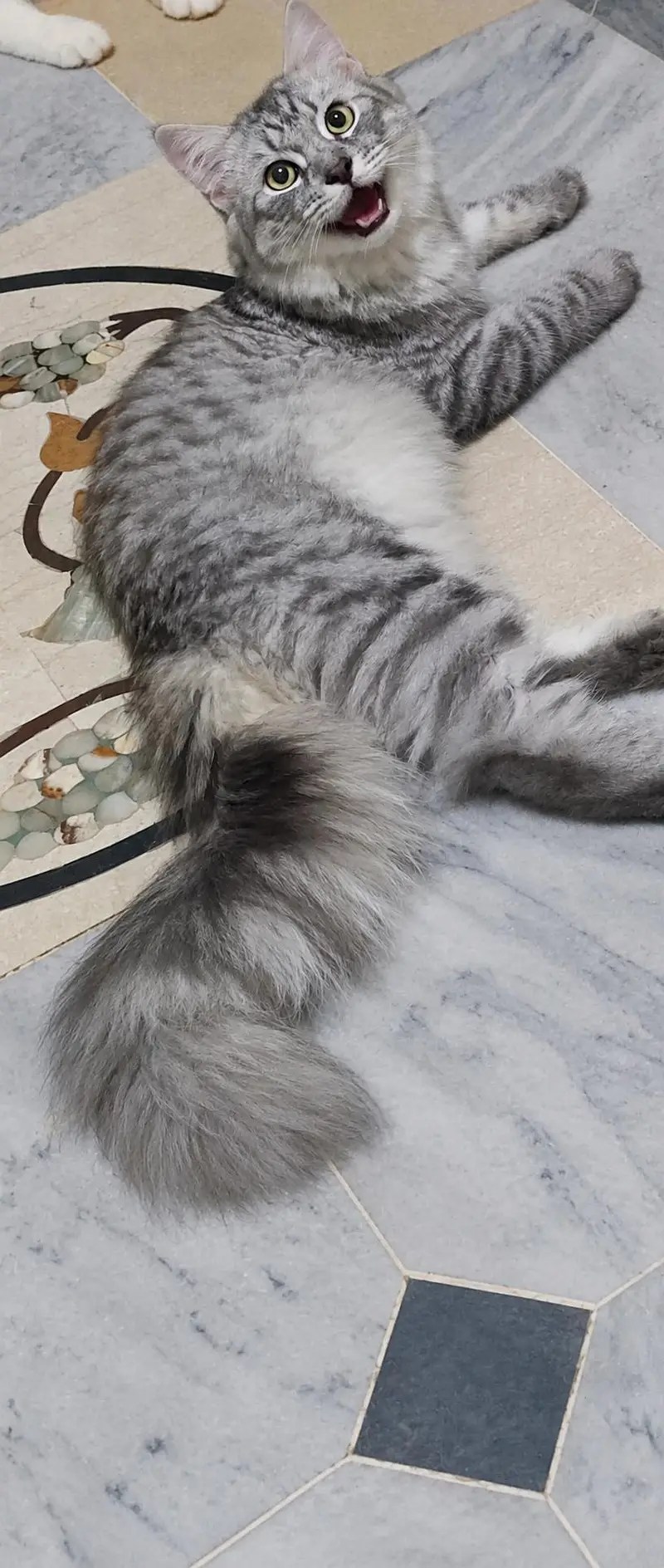 Healthy White and Grey Persian Cats for Sale – 3 to 8 Months Old — photo 2