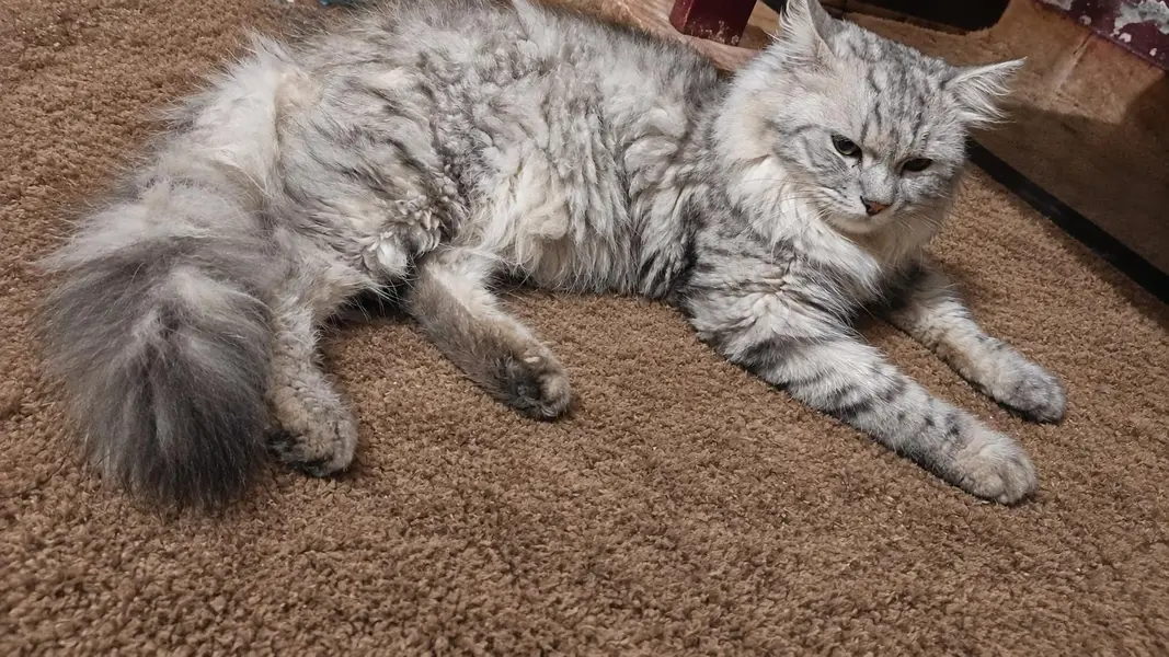 Healthy White and Grey Persian Cats for Sale – 3 to 8 Months Old — photo 3