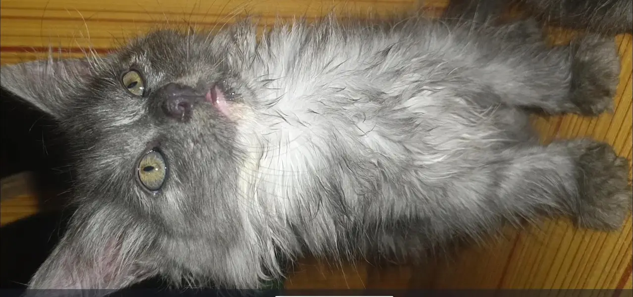 Healthy White and Grey Persian Cats for Sale – 3 to 8 Months Old — photo 5