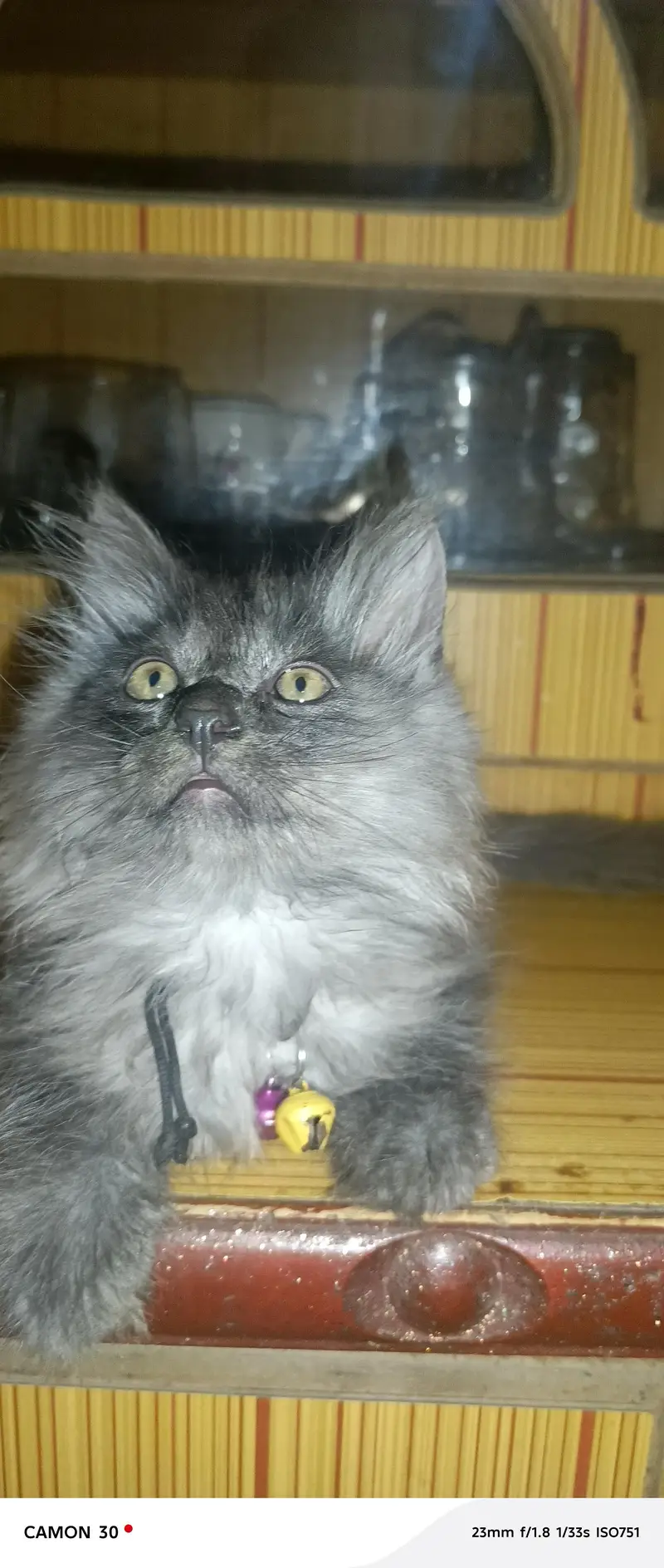 Healthy White and Grey Persian Cats for Sale – 3 to 8 Months Old — photo 6