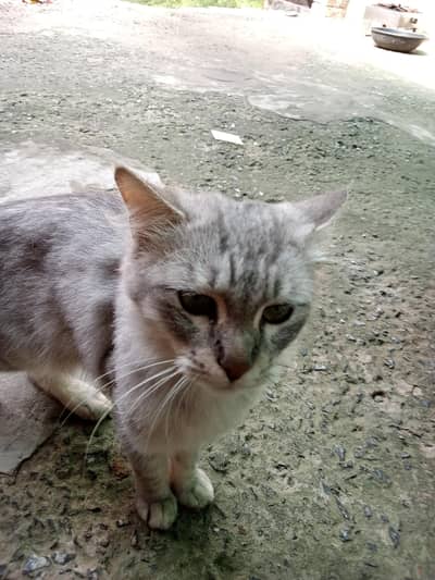 Persian male cat