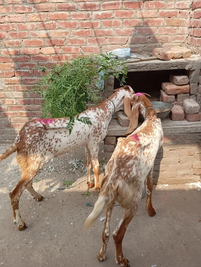2 Makhi cheeni khassi dondy — photo 2