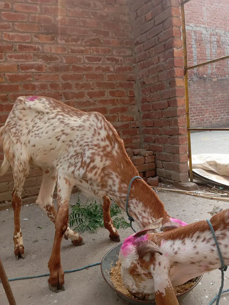 2 Makhi cheeni khassi dondy — photo 3