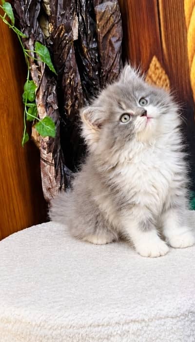 Triple Coated 2Months Old Calico Kitten Female!(Healthy n Active)