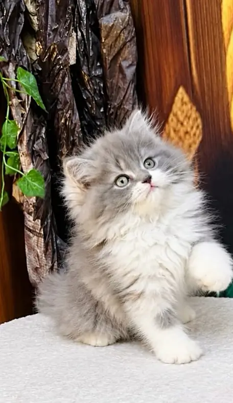 Triple Coated 2Months Old Calico Kitten Female!(Healthy n Active) — photo 2