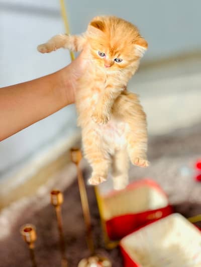 Brown persian kitten 60 days old healthy & active