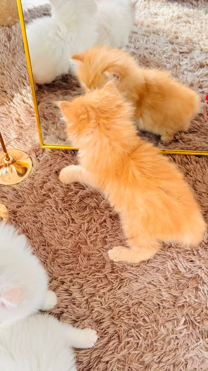 Brown persian kitten 60 days old healthy & active — photo 2