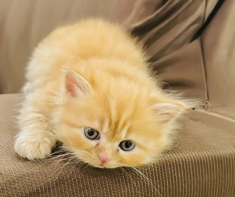 Brown persian kitten 60 days old healthy & active — photo 3