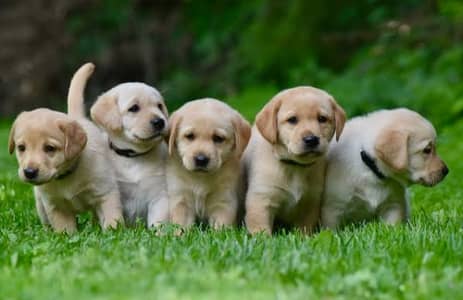 Labra Puppies | Labrador Pupps | British Labra |American Labra | Labra