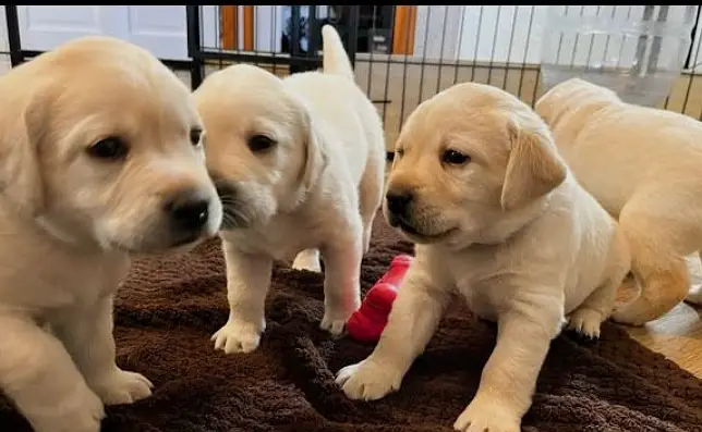 Labra Puppies | Labrador Pupps | British Labra |American Labra | Labra — photo 2