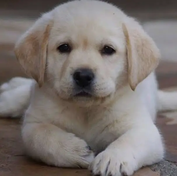Labra Puppies | Labrador Pupps | British Labra |American Labra | Labra — photo 3