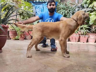 golden retriever puppies for sale