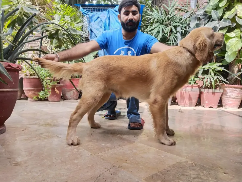 golden retriever puppies for sale