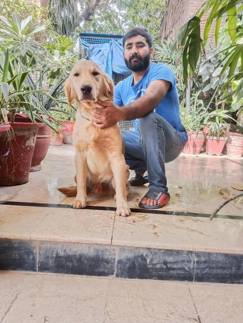 golden retriever puppies for sale — photo 2