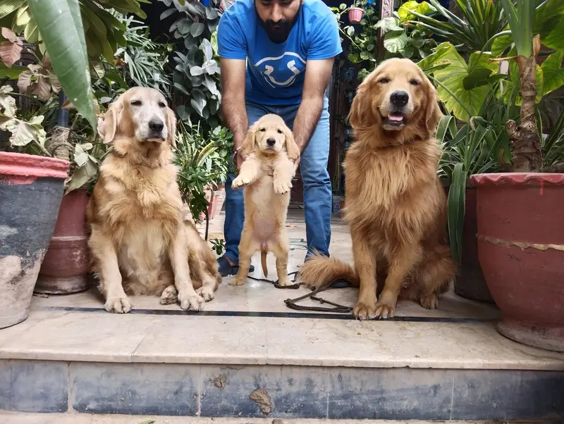 golden retriever puppies for sale — photo 3