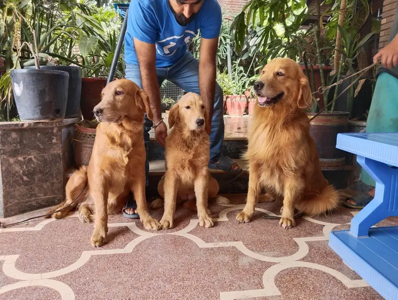 golden retriever puppies for sale — photo 4
