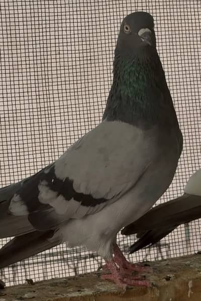 High flyerpigeons