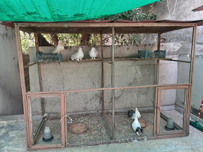Pigeon Cages — photo 2