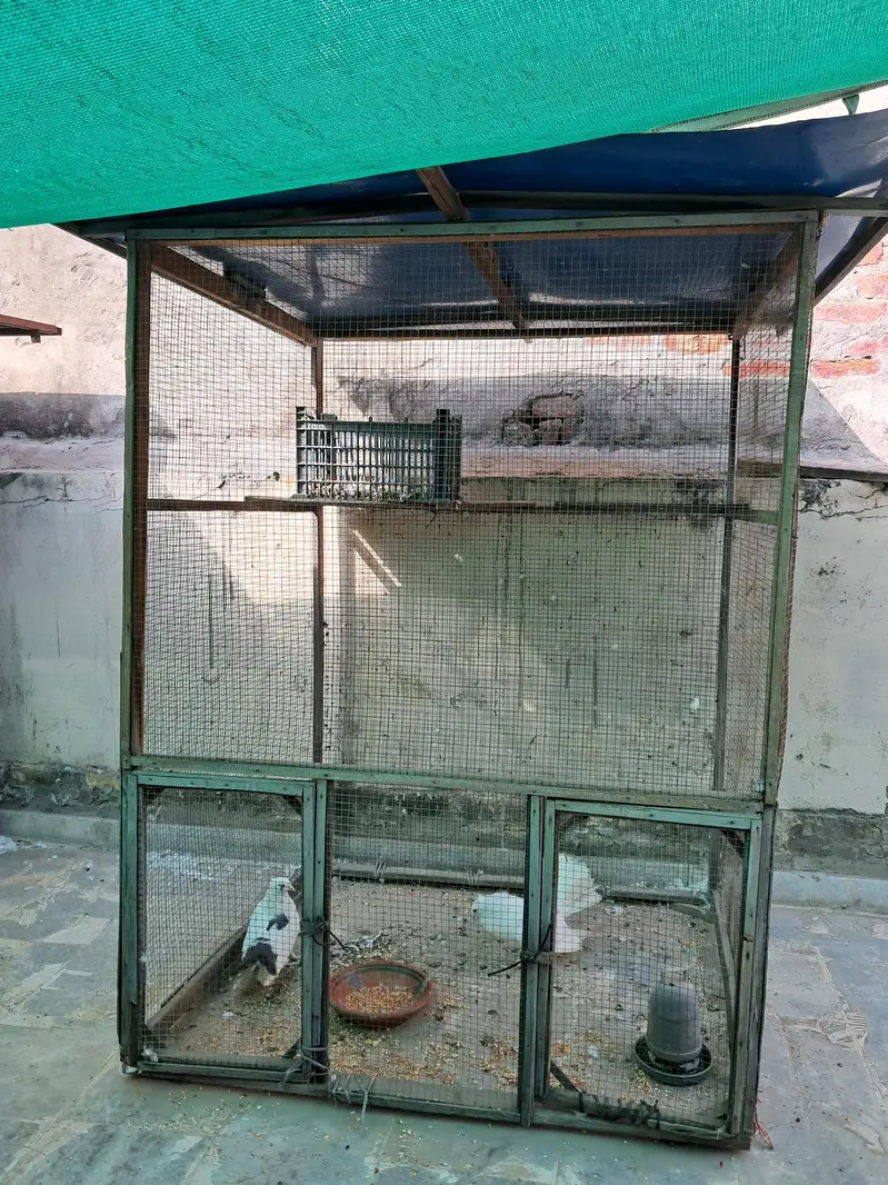 Pigeon Cages — photo 3