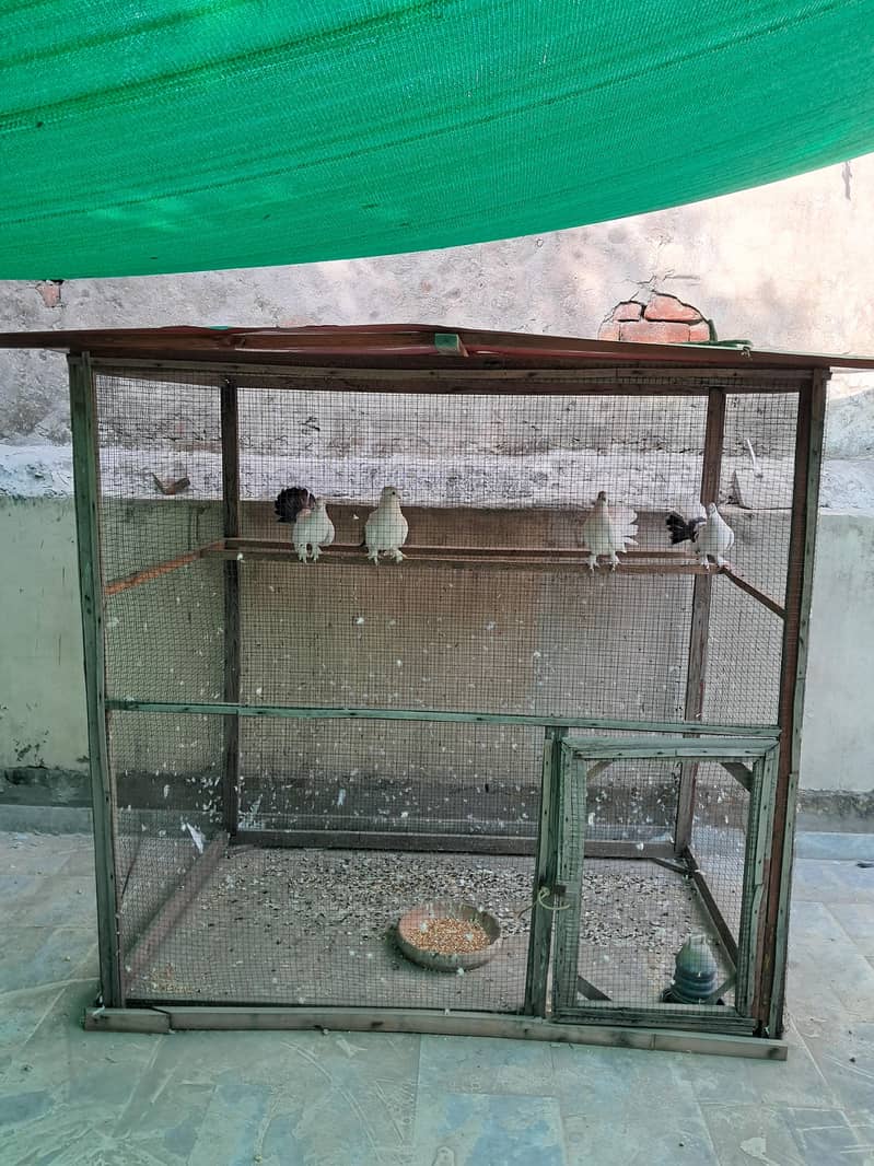 Pigeon Cages 3