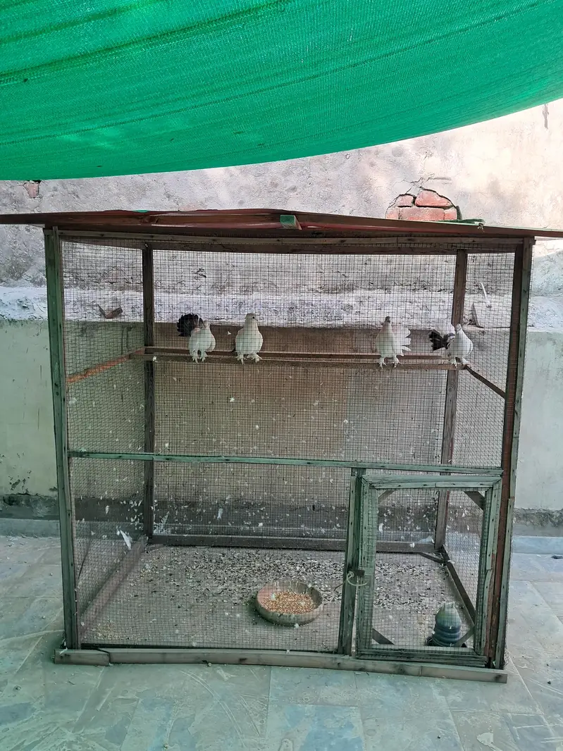 Pigeon Cages — photo 4