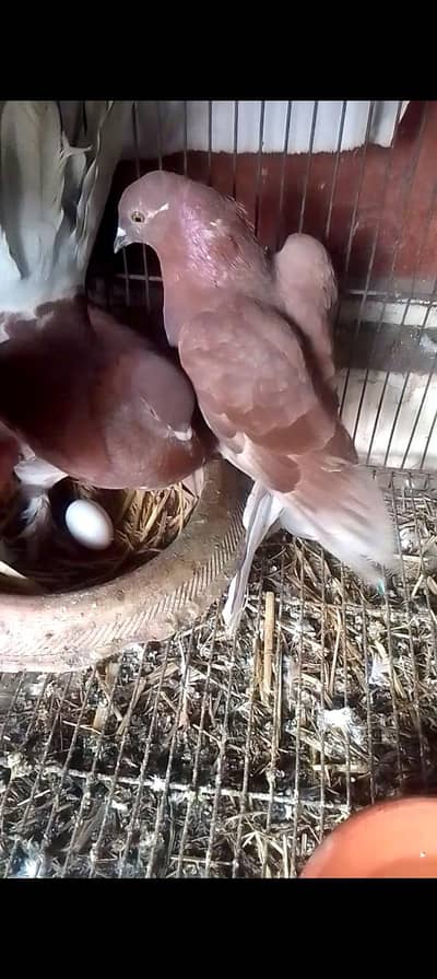 Laka pair for sell full breeder pair 0312/496/21/95