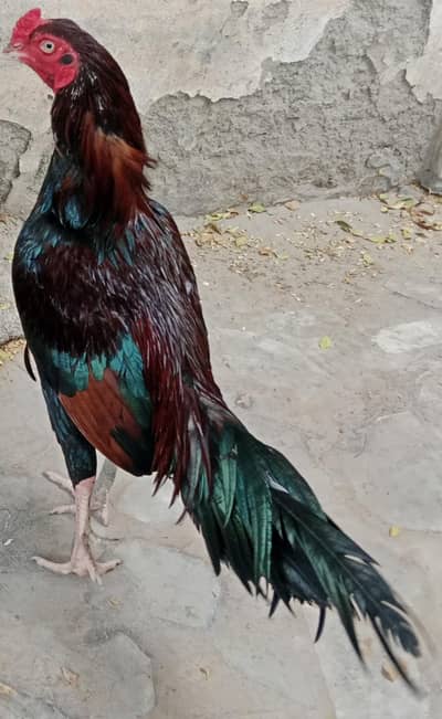 pure meawali assel for sale