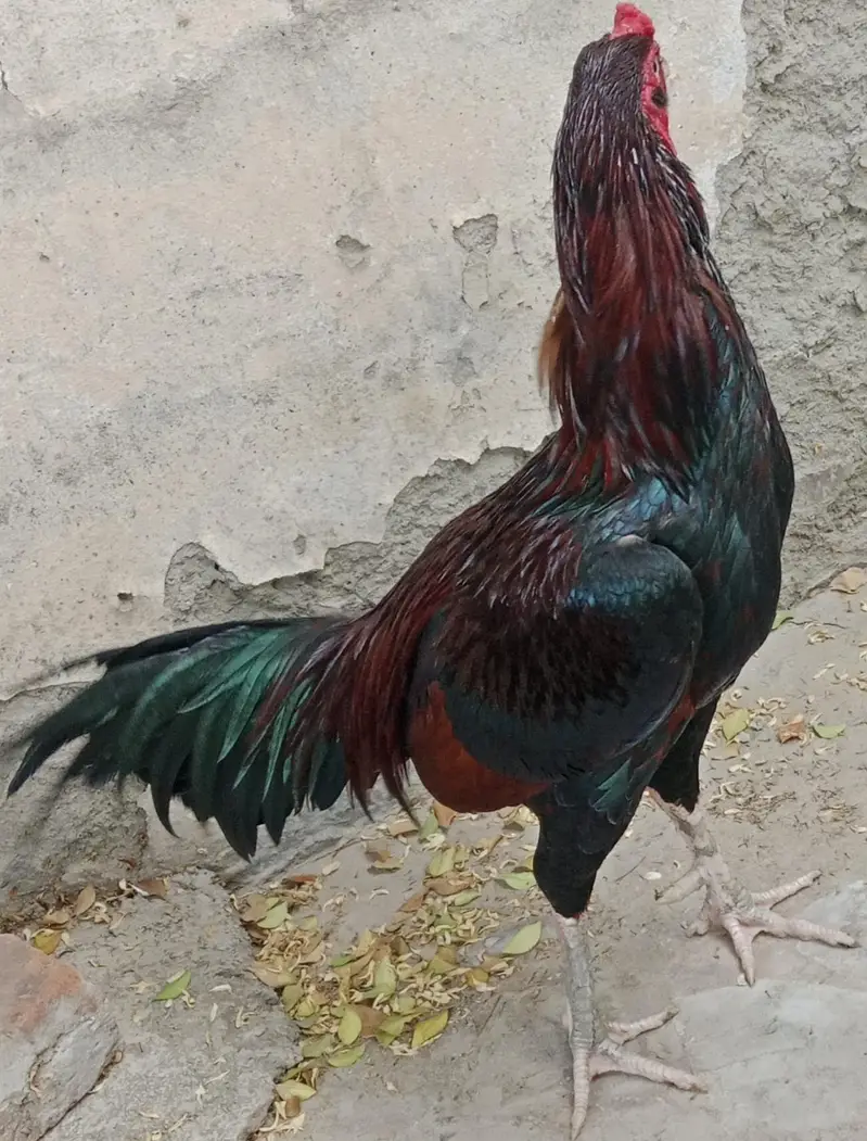 pure meawali assel for sale — photo 2