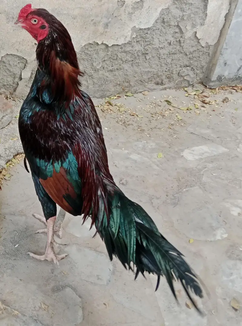 pure meawali assel for sale — photo 3