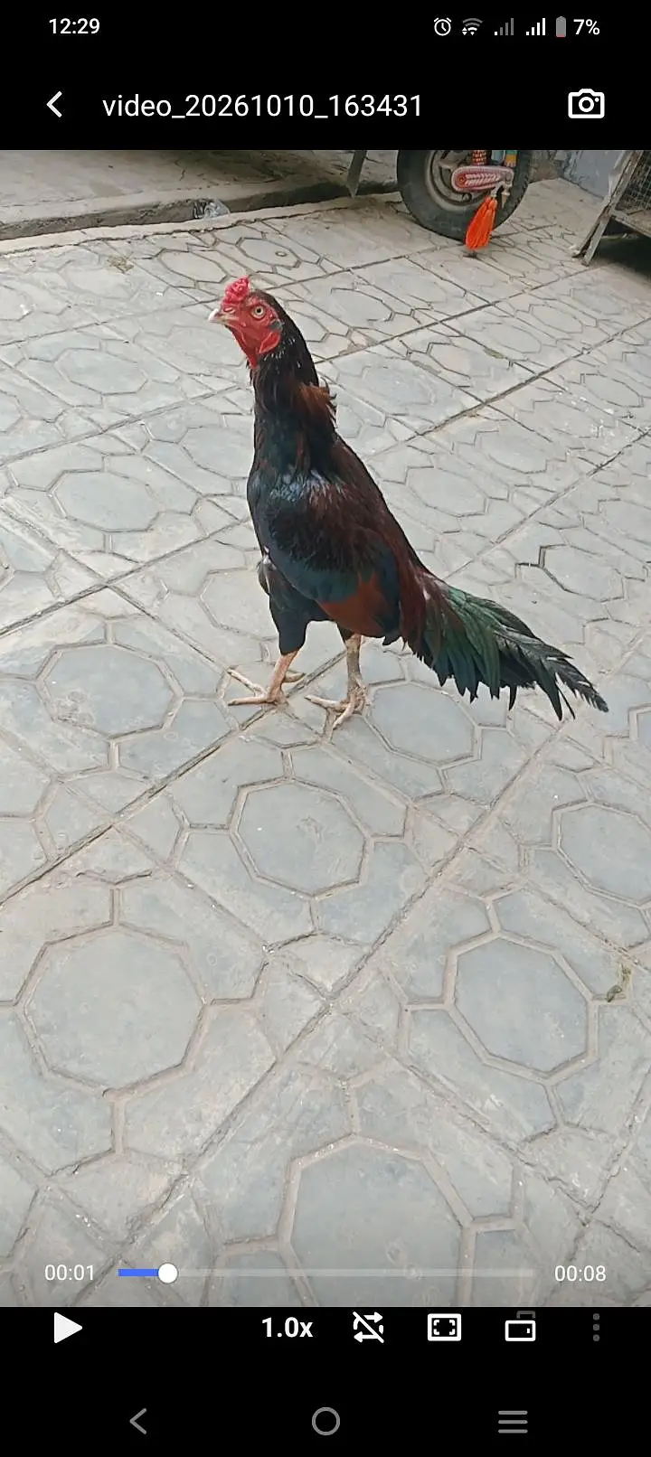 pure meawali assel for sale — photo 4