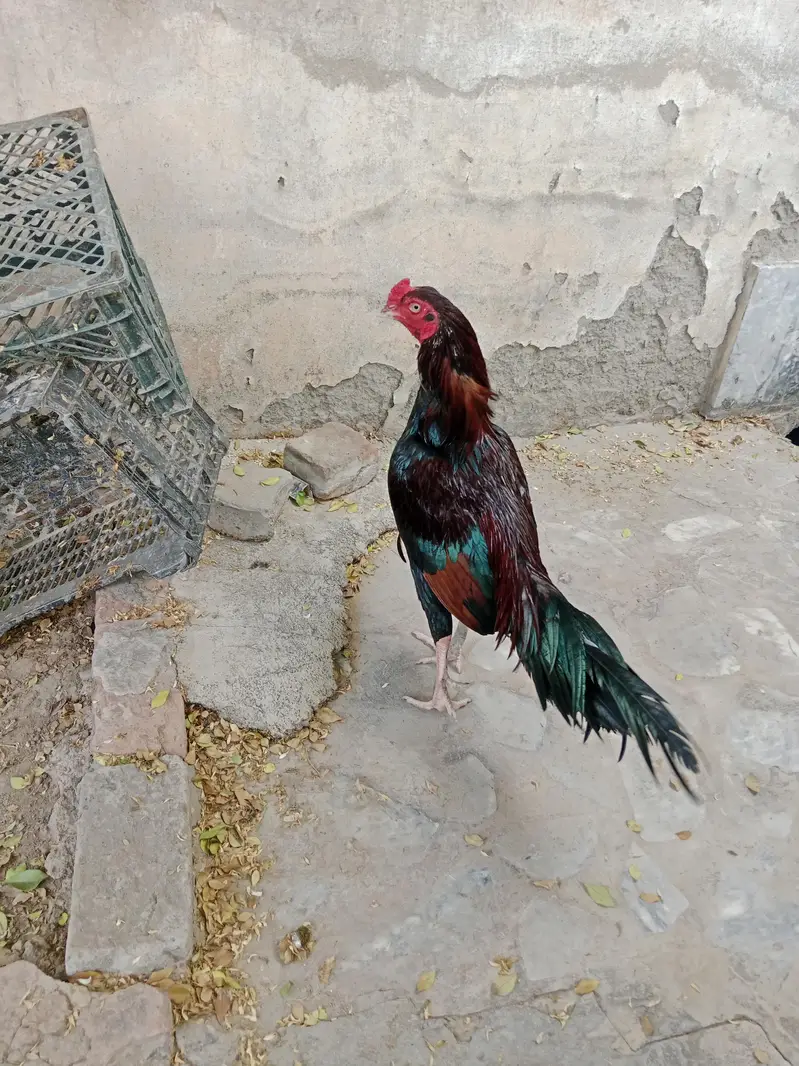 pure meawali assel for sale — photo 6