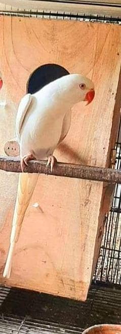 Albino Red eyes White Ringneck for sale