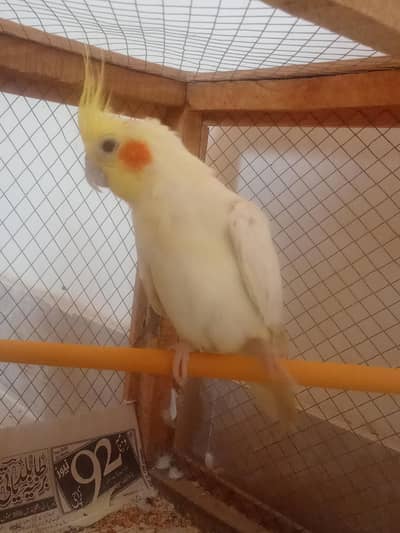1 lutino male and young cockatiels for sale