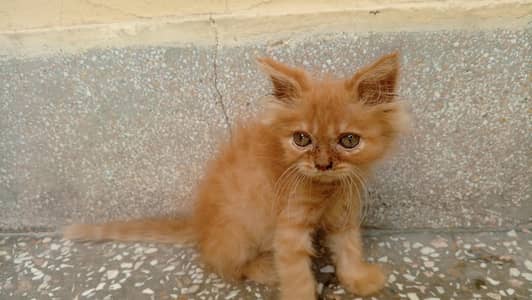 Persian kitten. very beautiful brown Persian kitten.