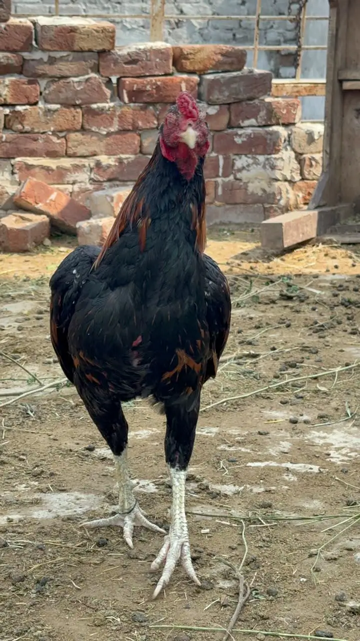 Burmi or wait crose patha Urgent Sale Normal Hight Brand Nali hi morgy — photo 2