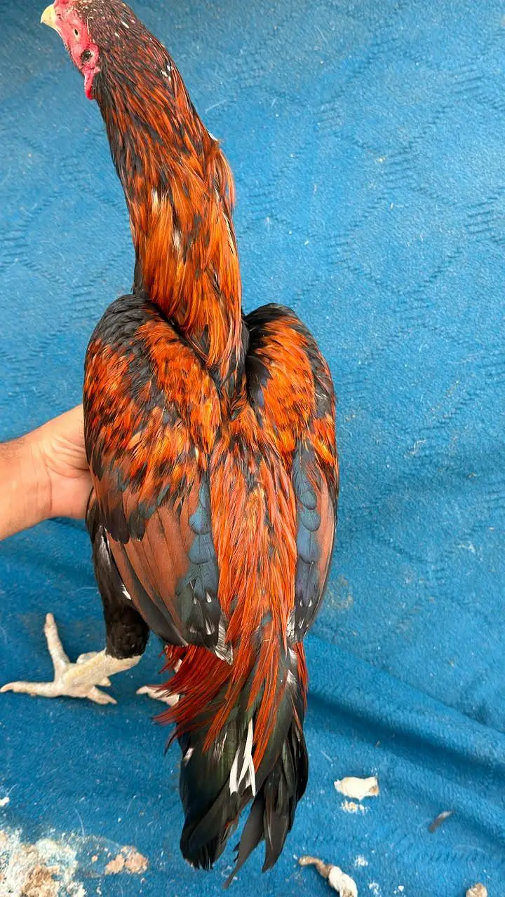 Burmi or wait crose patha Urgent Sale Normal Hight Brand Nali hi morgy — photo 3