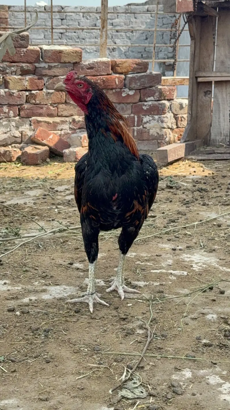 Burmi or wait crose patha Urgent Sale Normal Hight Brand Nali hi morgy — photo 4