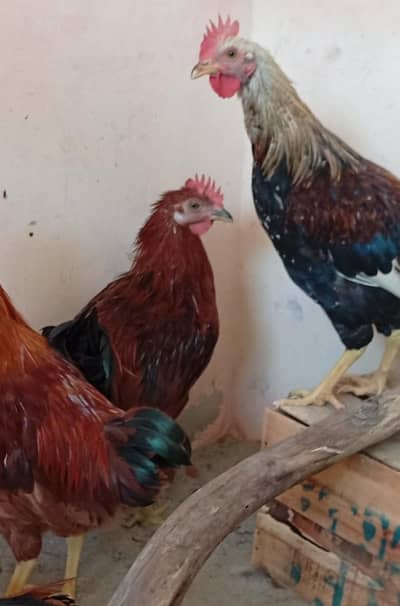 Healthy Desi Hens
