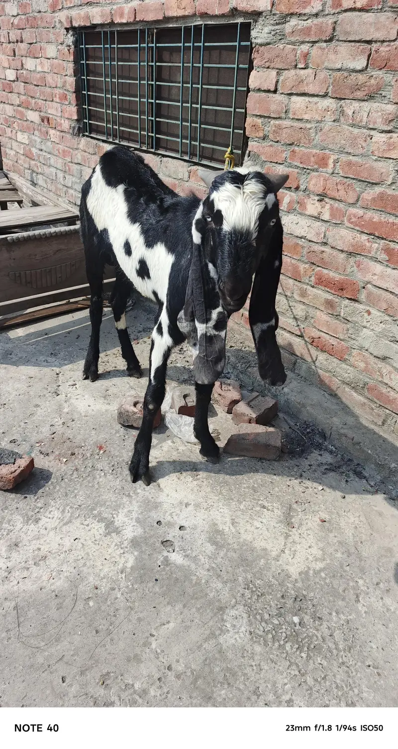 3 goat one Male Beetal — photo 2