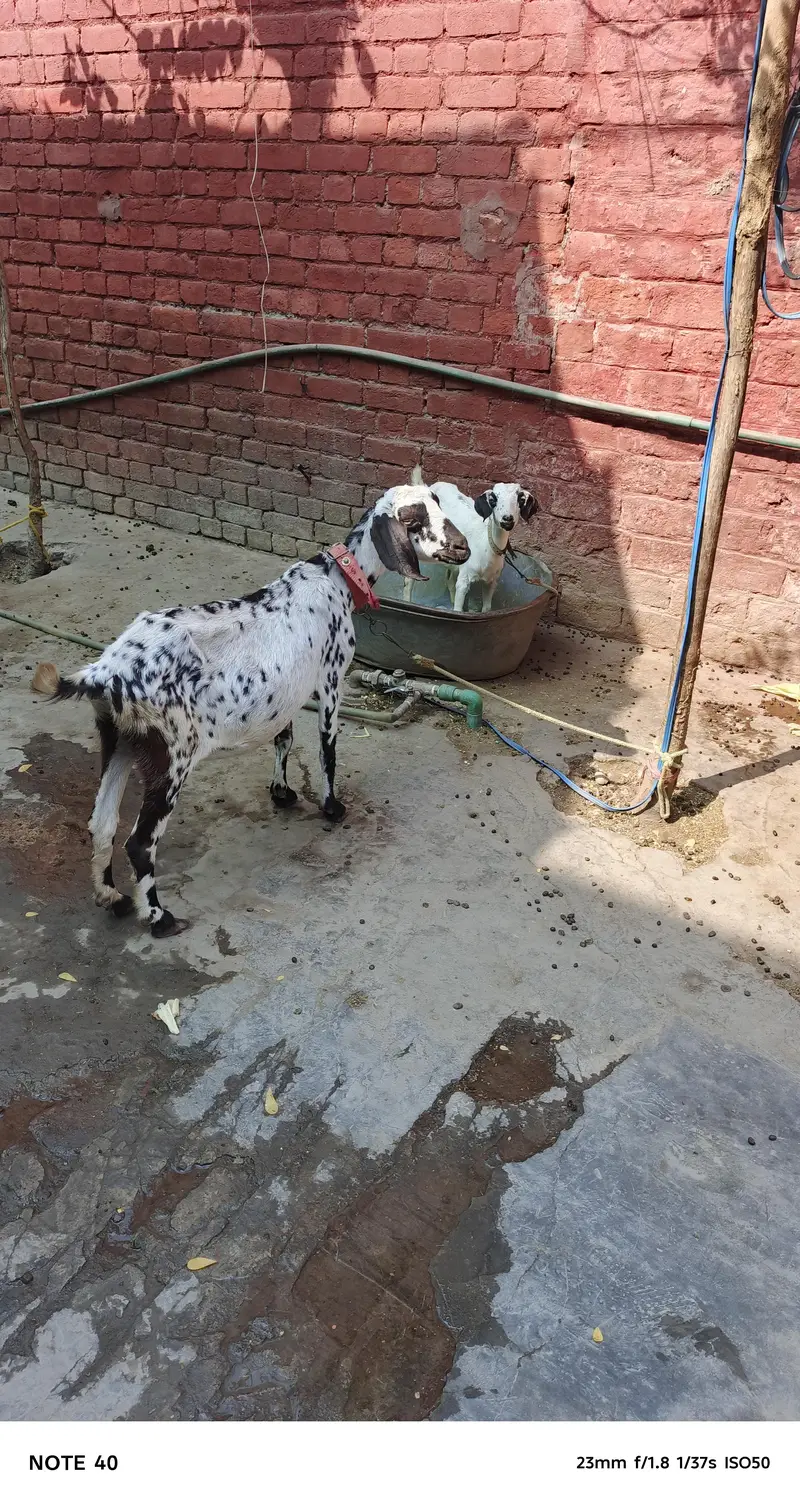 3 goat one Male Beetal — photo 3