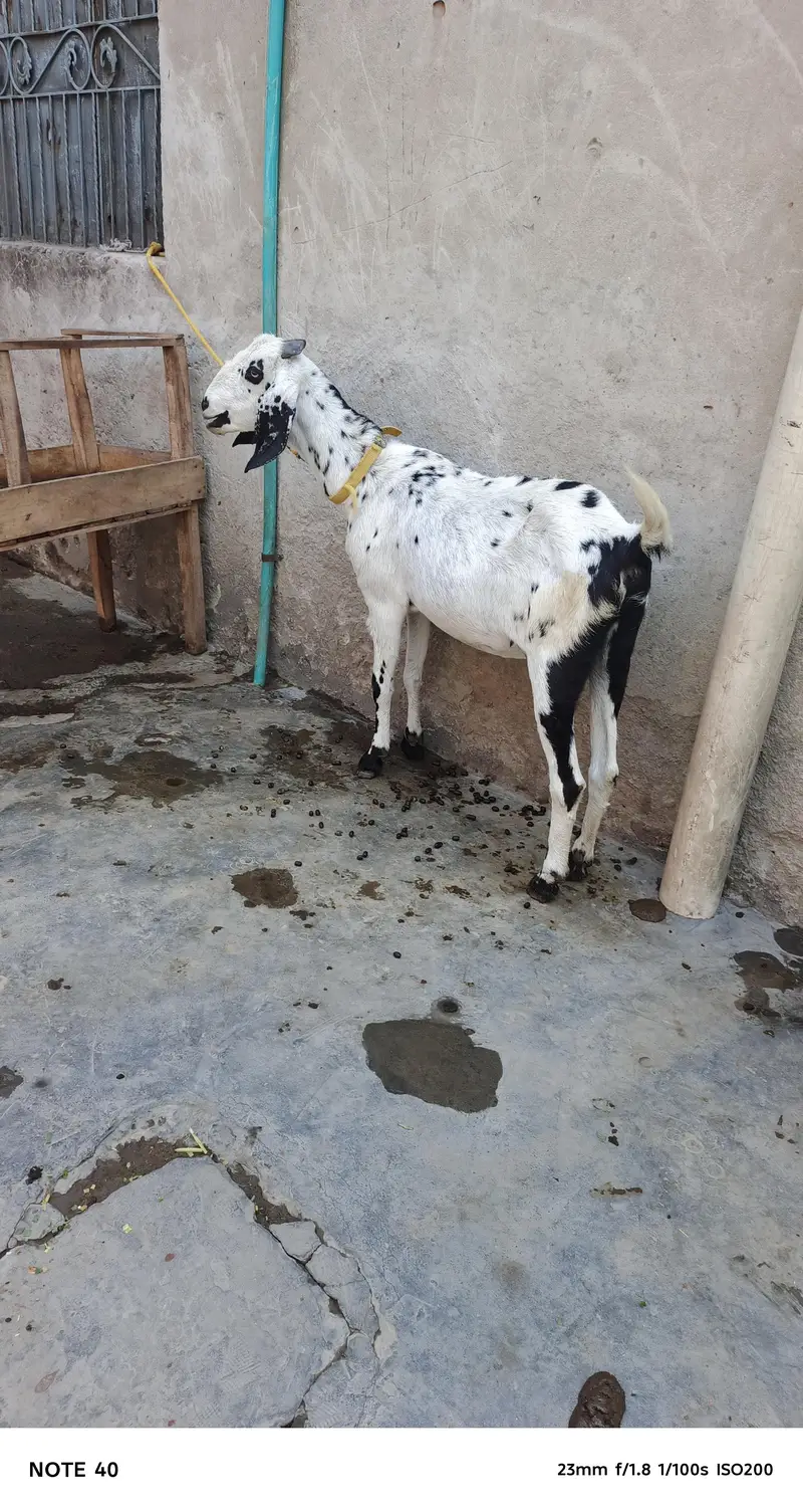 3 goat one Male Beetal — photo 4