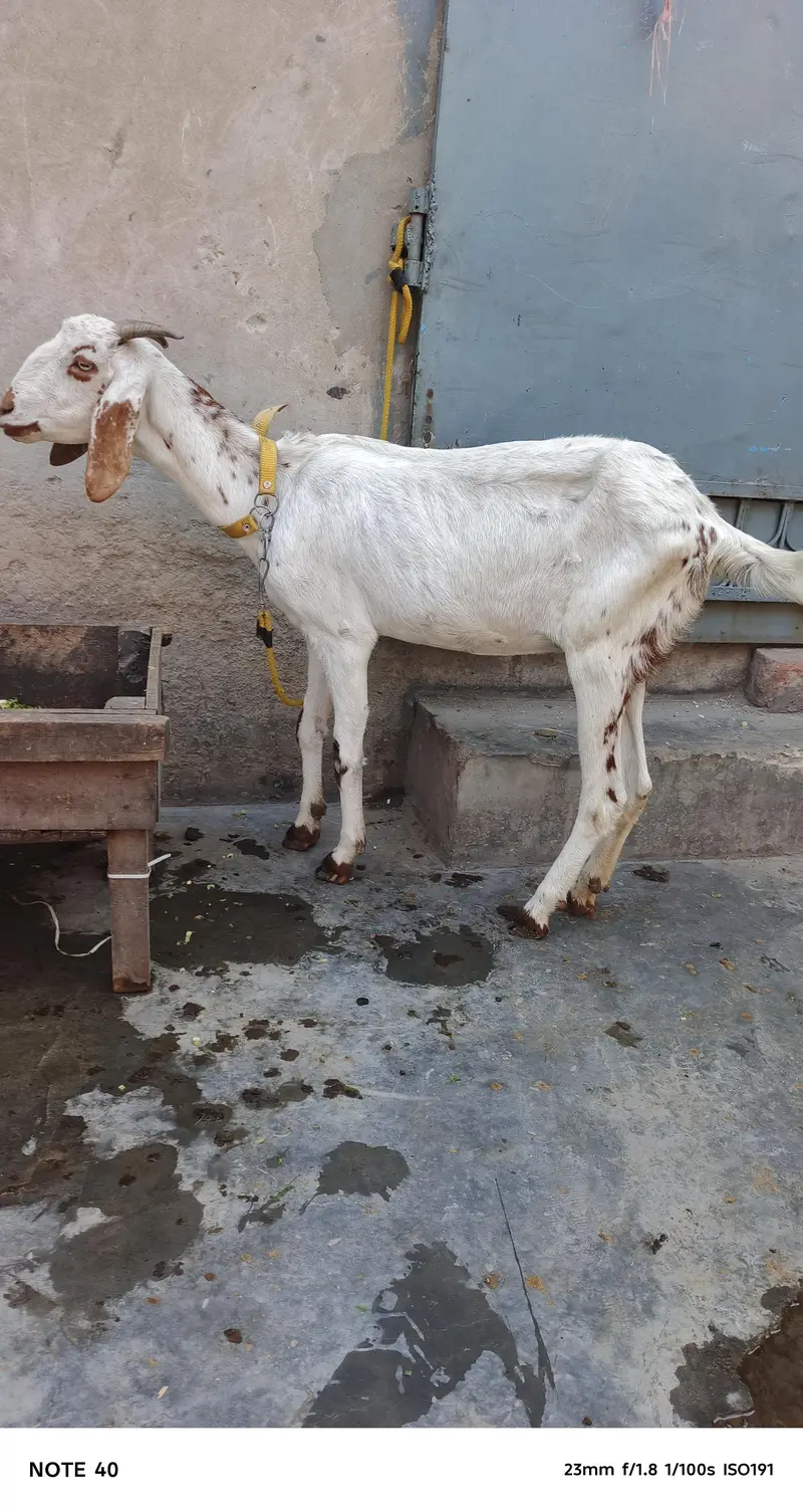 3 goat one Male Beetal — photo 5