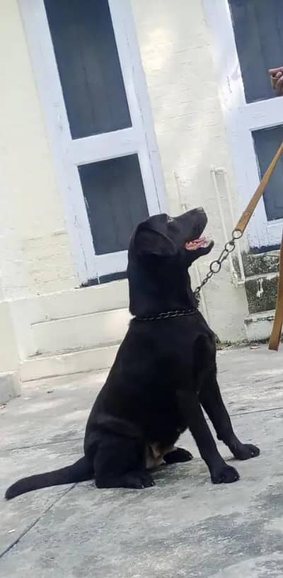 Labrador female  for sale