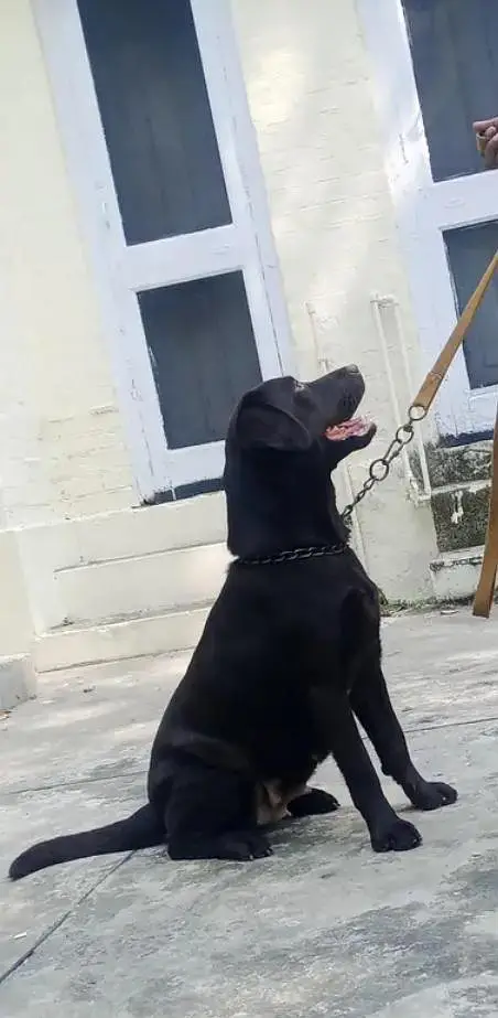 Labrador female  for sale