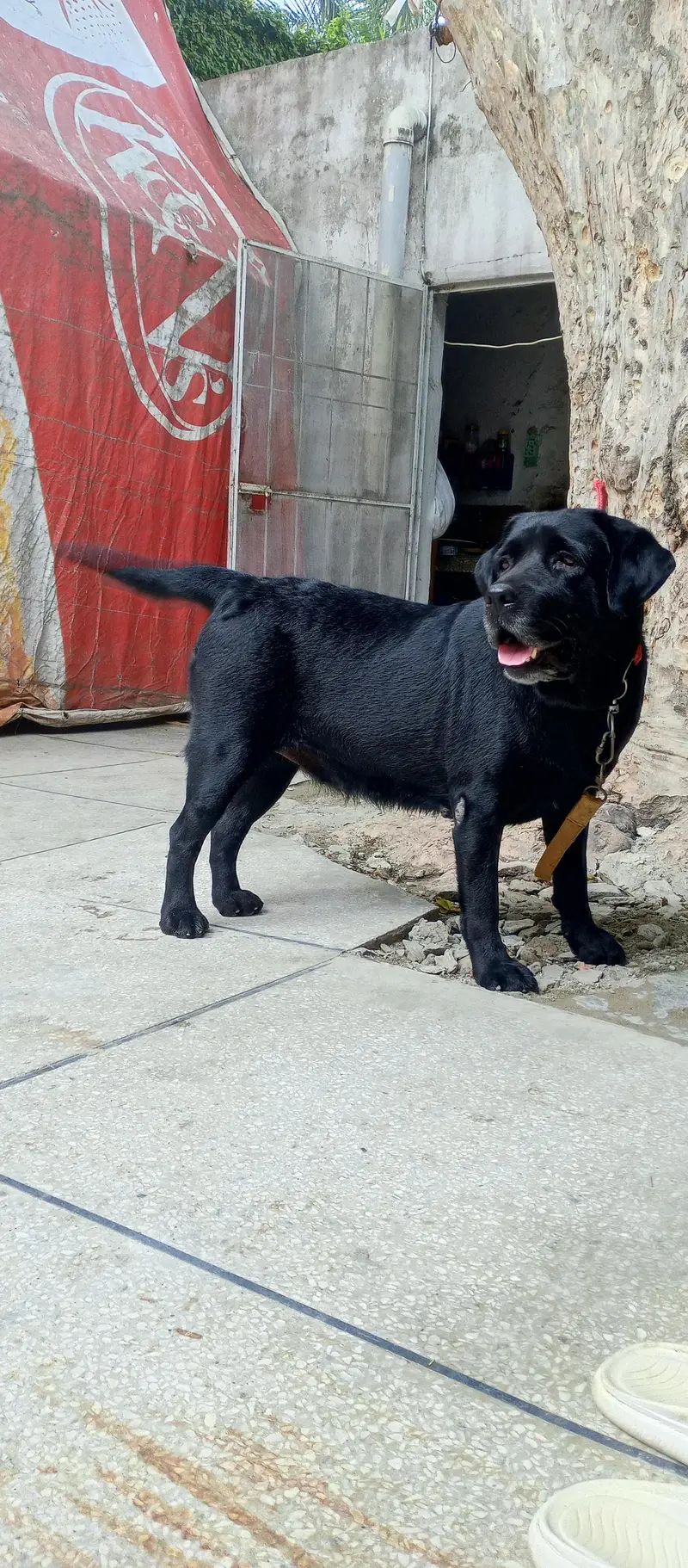 Labrador female  for sale — photo 4