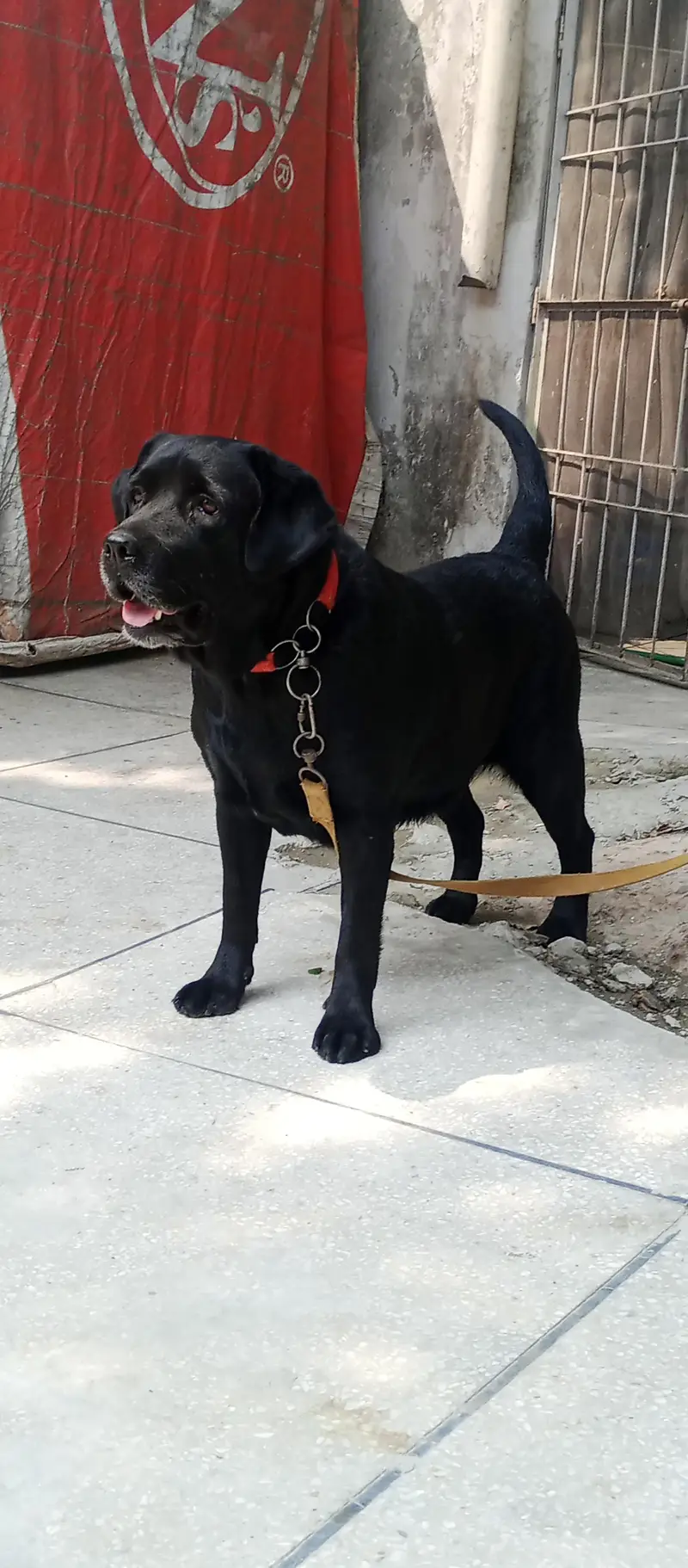 Labrador female  for sale — photo 5