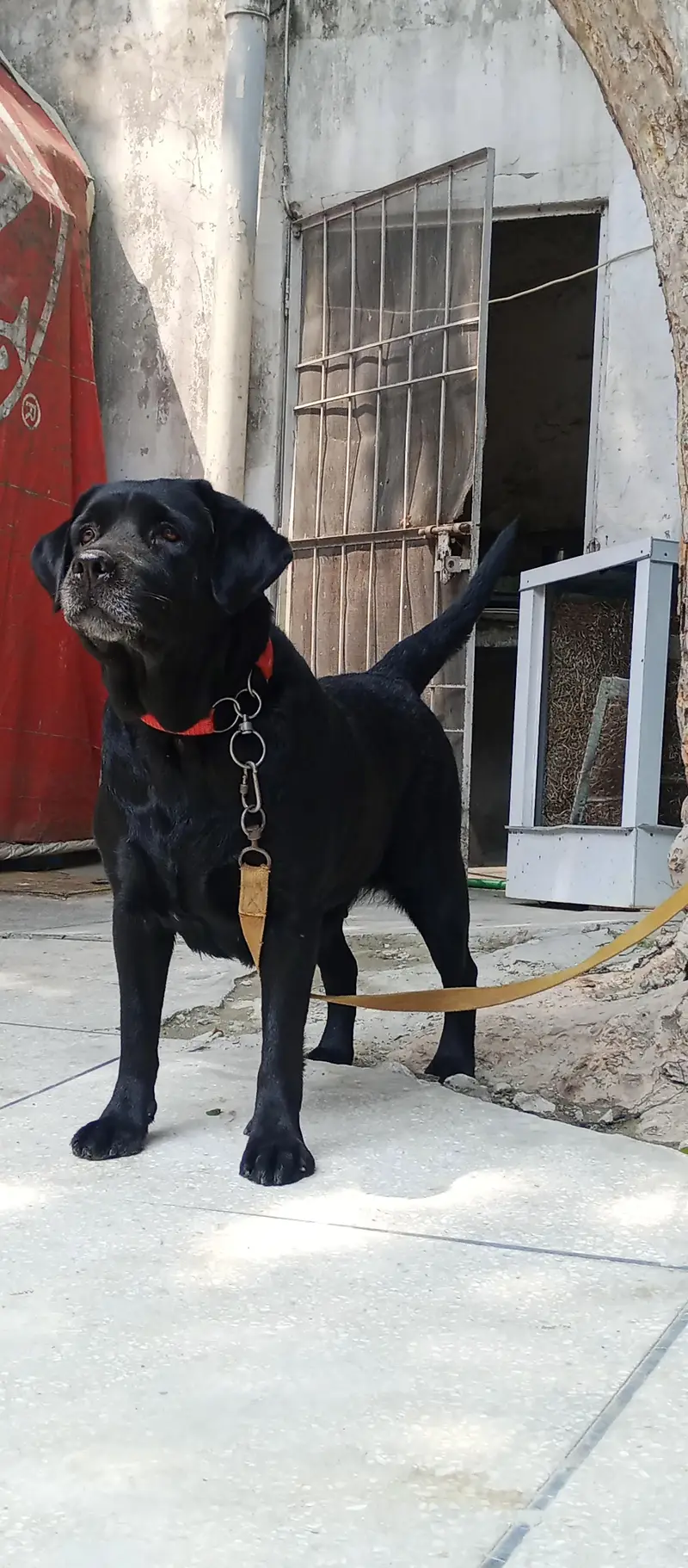 Labrador female  for sale — photo 6