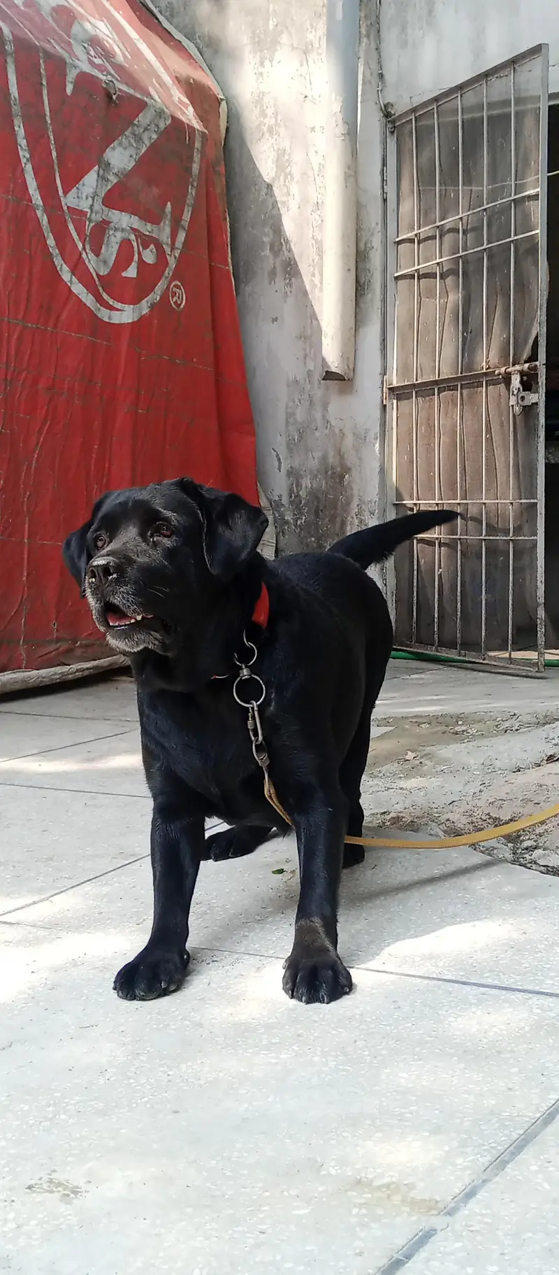Labrador female  for sale — photo 7